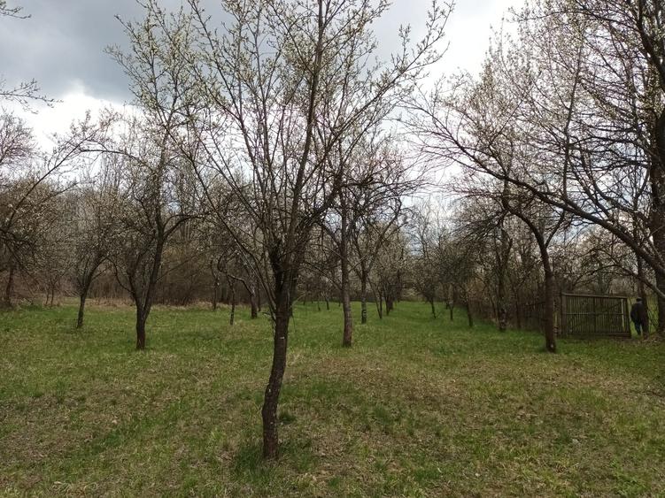 Teren de 10600 mp, în Berislăvești