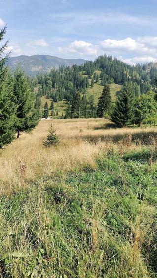 Teren de 18600 mp, în Panaci