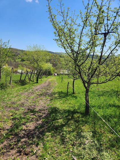Vand teren 16000 mp intravilan/extravilan in zona Valenii de Munte jud. Prahova - 4