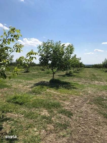 Teren de 370000 mp, în Pietroasele