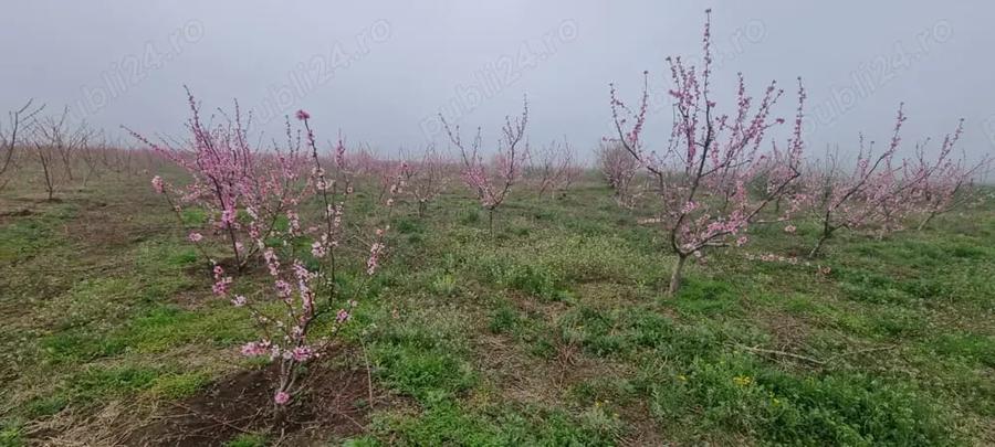 Teren de 60000 mp, în Lumina