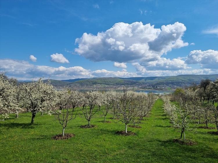 Teren Construcții intravilan de 8532 mp, în Valea lui Enache