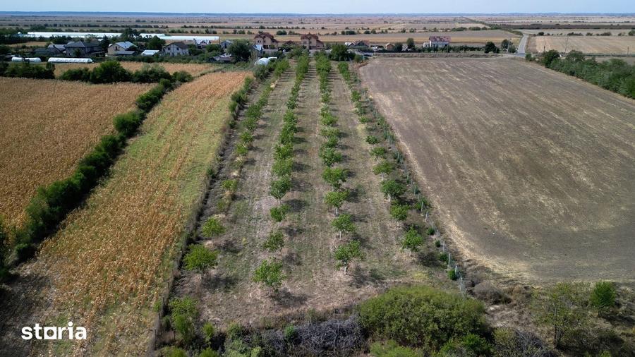 Teren de 9654 mp, în Dobra