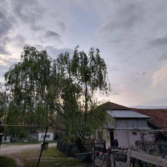 Teren agricol intravilan de 5 mp, în Ciuperceni (Cosmești)