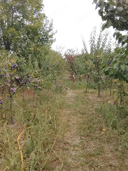Casă cu Teren 2000 Mp în Răcari