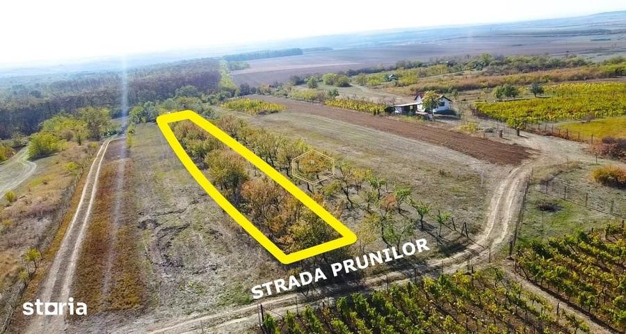 Teren de 1000 mp, în Burdea