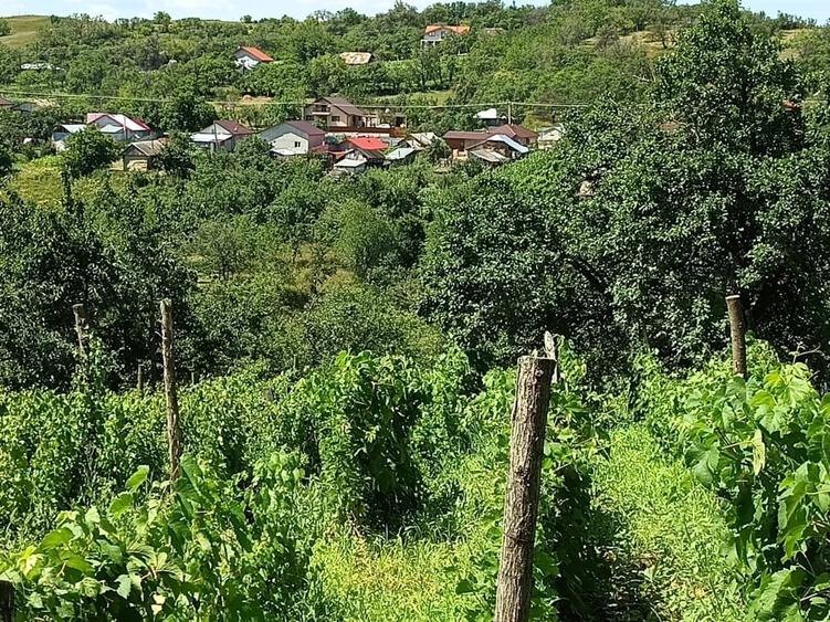 Teren de 2500 mp, în Dealu Cucului