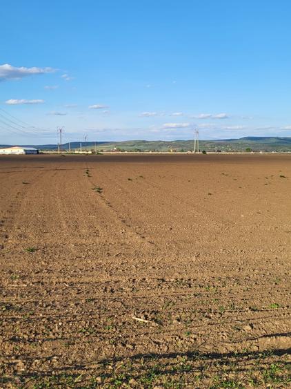 Teren de 5760 mp, în Letea Veche