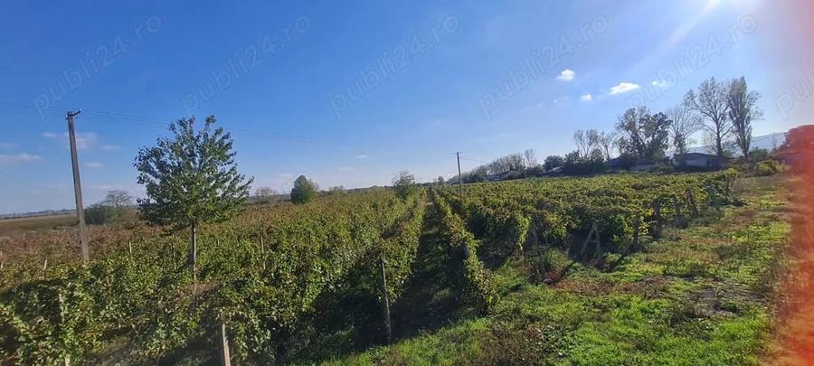 Teren de 8080 mp, în Central