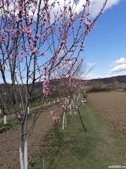 Teren de 3307 mp, în Băiculești