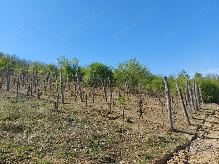 Teren de 76393 mp, în Vladimir