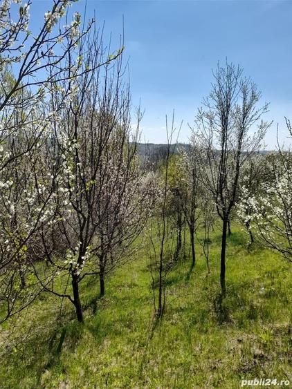 Teren de 46 mp, în Brănești