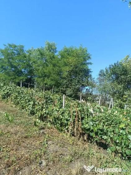 Casă cu 5 camere cu Teren 4925 Mp în Lechința