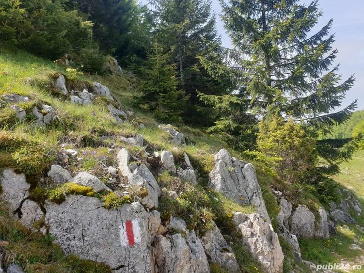 Teren de 1000 mp, în Dâmbovicioara