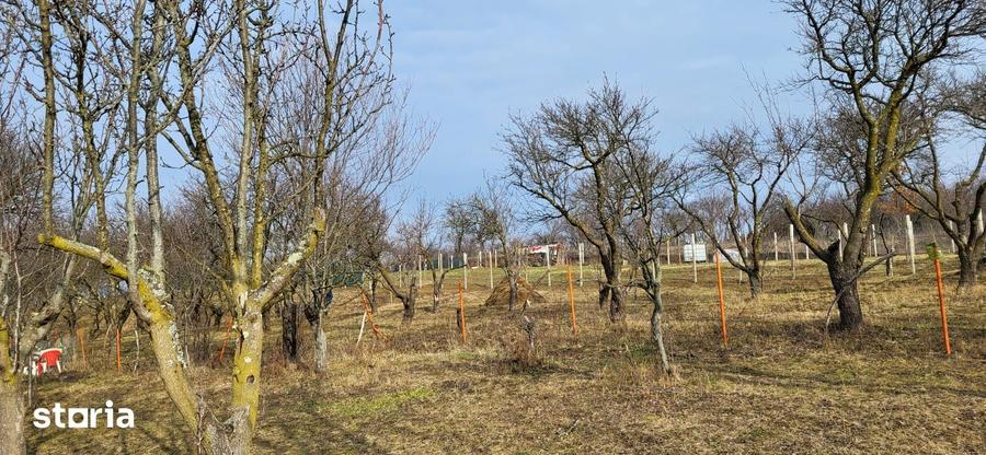 Teren de 4300 mp, în Central