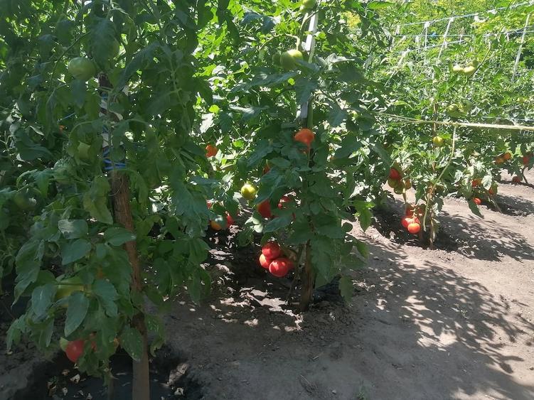 Casă cu 2 camere cu Teren 1000 Mp în Havârna