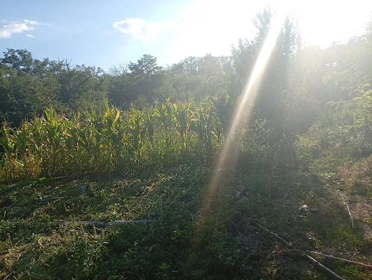 Teren de 1250 mp, în Țuțcani