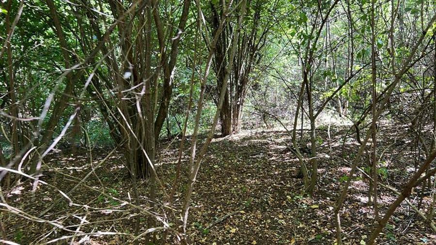 Teren extravilan de 3600 mp, în Bradu