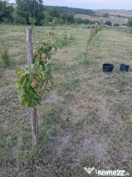 Casa cu etaj in sat Poiana-Braesti - Braesti (Botosani) - 2