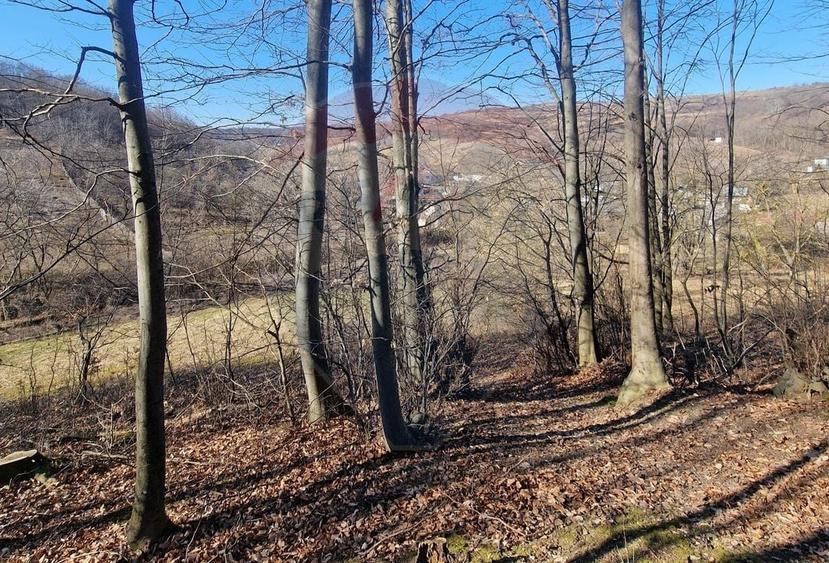 Teren Construcții intravilan de 4985 mp, în Sascut