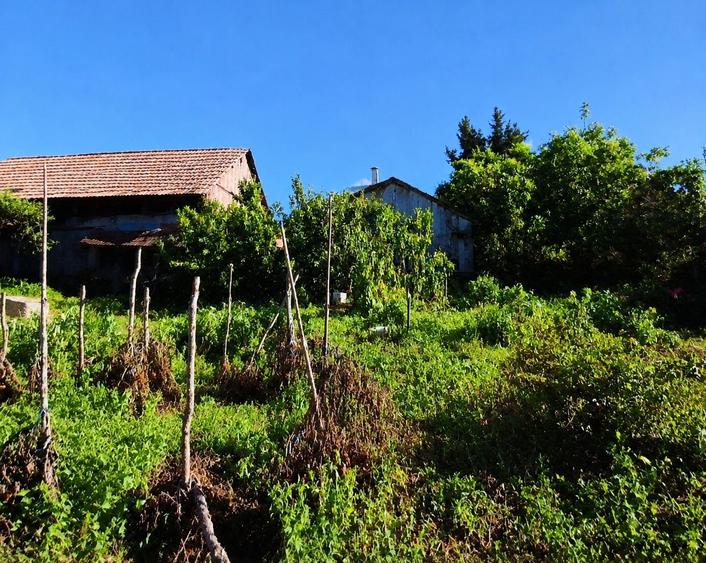 Casă cu 3 camere în Central