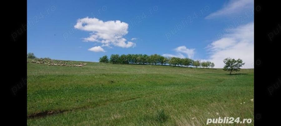 Teren,8700 m2,cu priveliste frumoasa. - 9