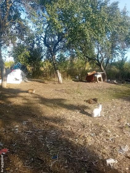 Teren de 1200 mp, în Priseaca