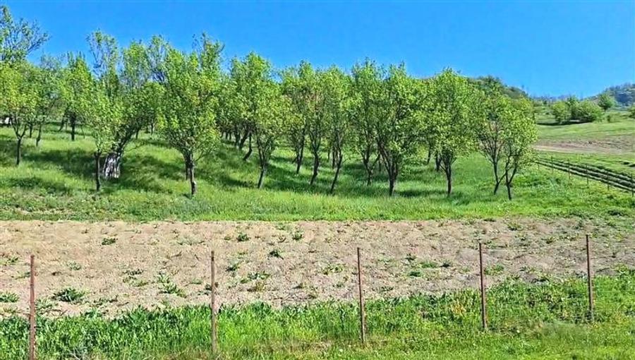 Teren Construcții intravilan de 1900 mp, în Iclozel