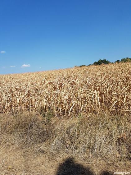 Teren de 3370 mp, în Moșoaia