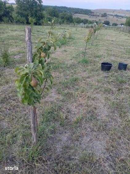 Casă cu 4 camere cu Teren 1000 Mp în Brăești