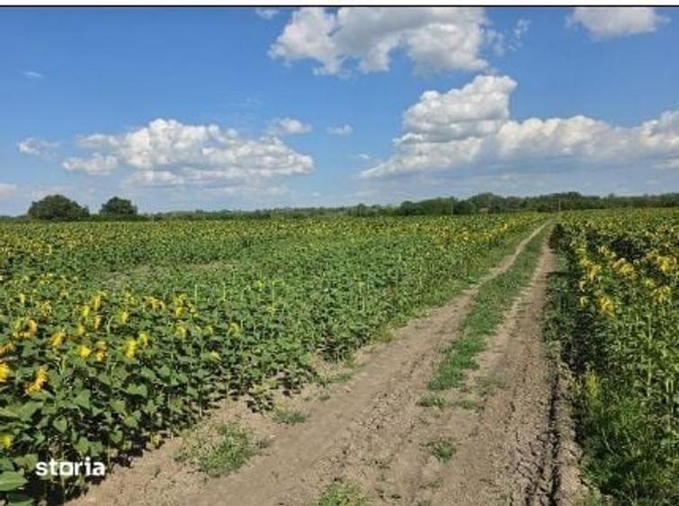 Teren de 6000 mp, în Golăiești