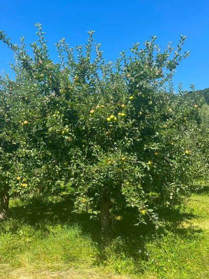 Teren de 7107 mp, în Malu cu Flori