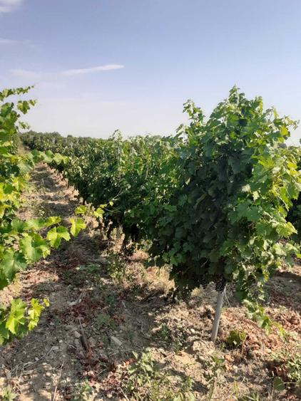 Vand 4,64 ha teren viticol cu plantatie de vita-de-vie Carligele, Podgoria Cotesti, Vrancea - 2