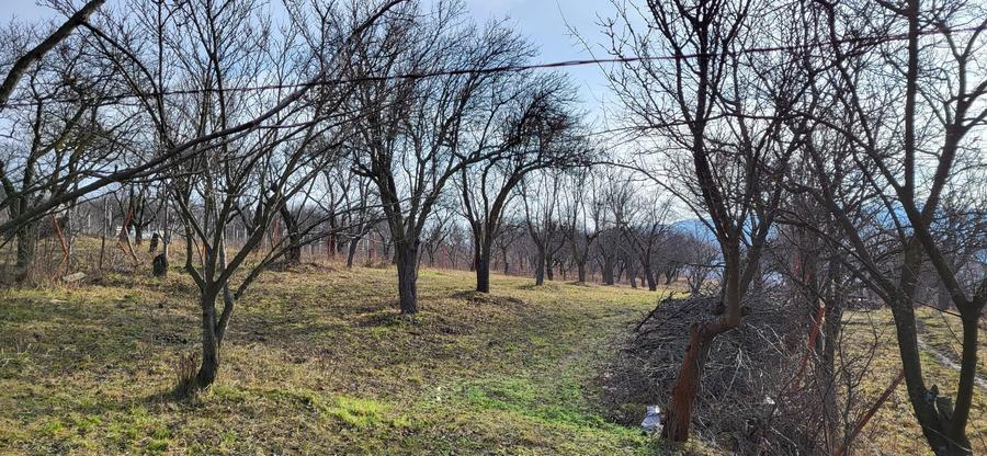 Teren Intravilan 43Ari zona Ortelec-Zalau intre case 4800eur/ar - 4