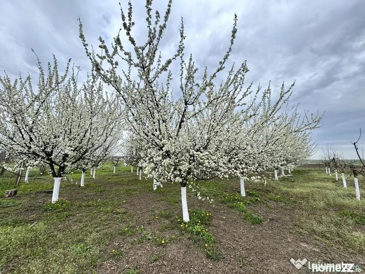 Livada+gradina, teren intravilan 2902mp, Damienesti-Bacau... - 15