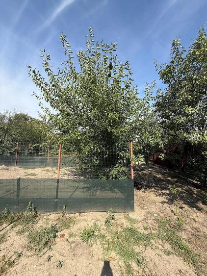 Casă cu 3 camere cu Teren 1797 Mp în Iecea Mică