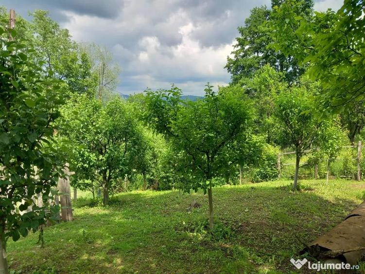 Teren de 10000 mp, în Tomșani
