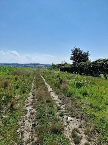 Teren de 3000 mp, în Lilieci