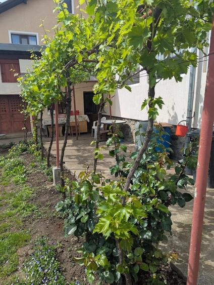 Casă cu 4 camere cu Teren 1000 Mp în Exterior Vest