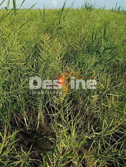 Teren agricol extravilan de 41225 mp, în Dumbrava