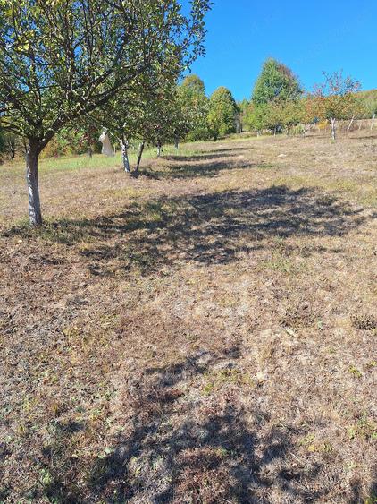 Teren de 5000 mp, în Vânători