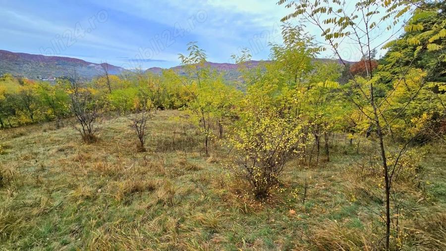 Vand teren la munte, Arges, Corbeni zona Cetatea Poenari Vlad Tepes, Baraj Vidraru - 9