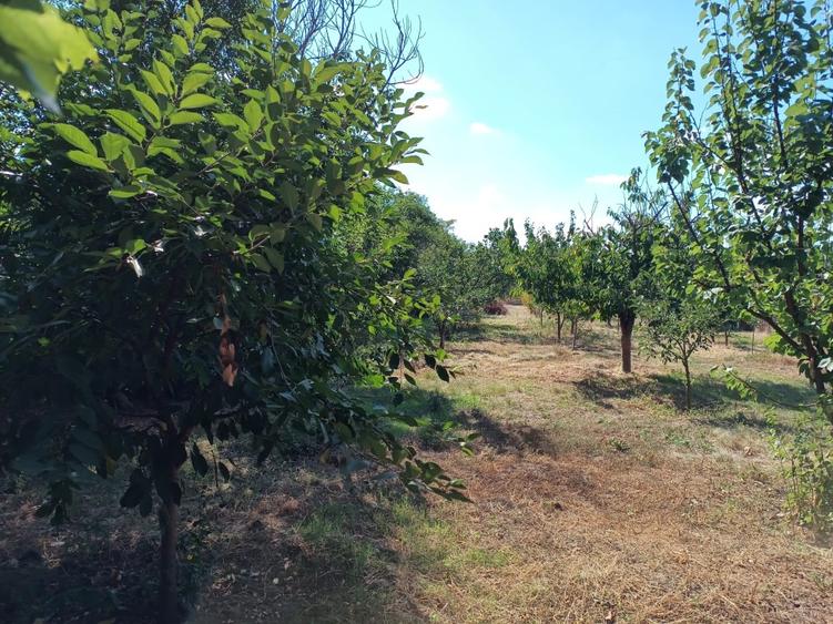 Casă cu 3 camere cu Teren 2400 Mp în Mircea Vodă