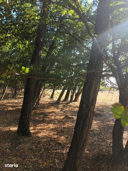 Vand 8 ha padure matura salcam, stejar ?i frasin - 7