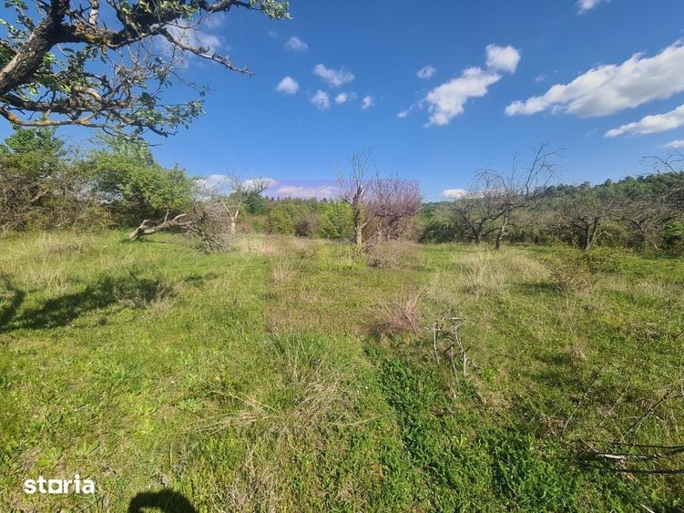 Teren de 1300 mp, în Voila