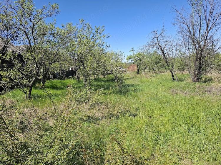 Teren de 4300 mp, în Vedea