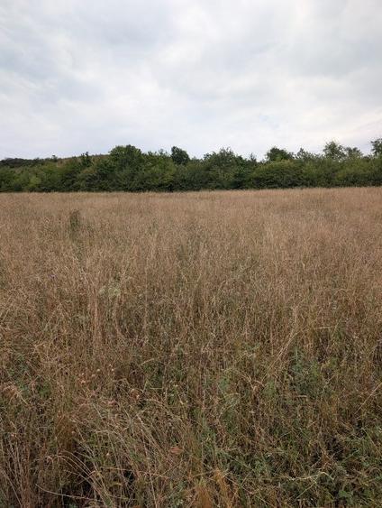 Teren agricol extravilan de 1000 mp, în Gușterița