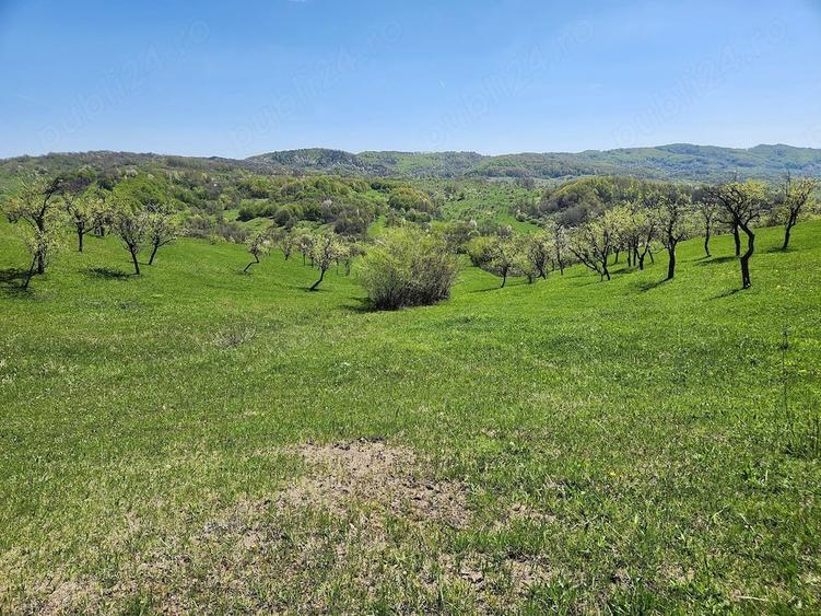 Teren de 16000 mp, în Nucșoara de Jos