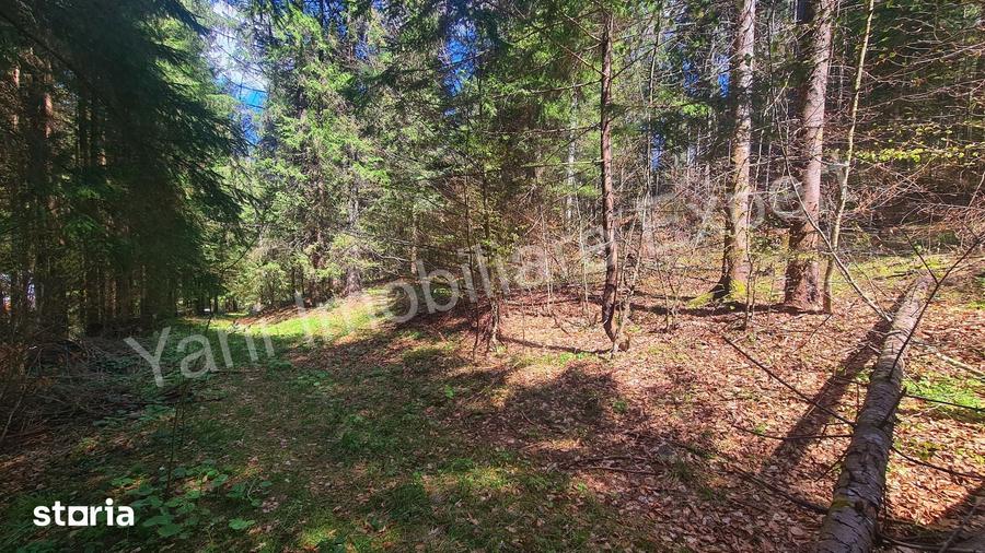 Teren de 983 mp, în Nucșoara