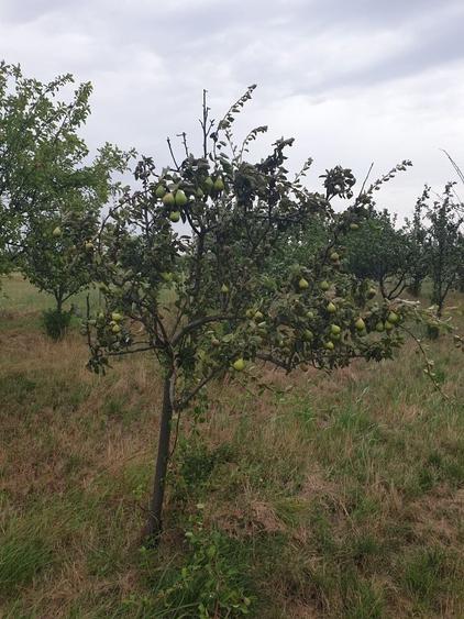 Vand livada de pomi fructiferi - 6
